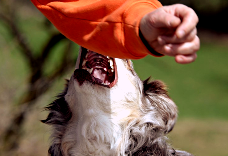 Быстрый способ заставить питомца не кусаться