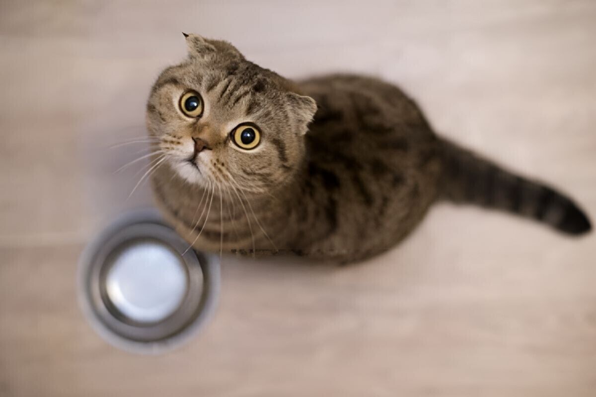 Как долго может кошка без еды и воды.