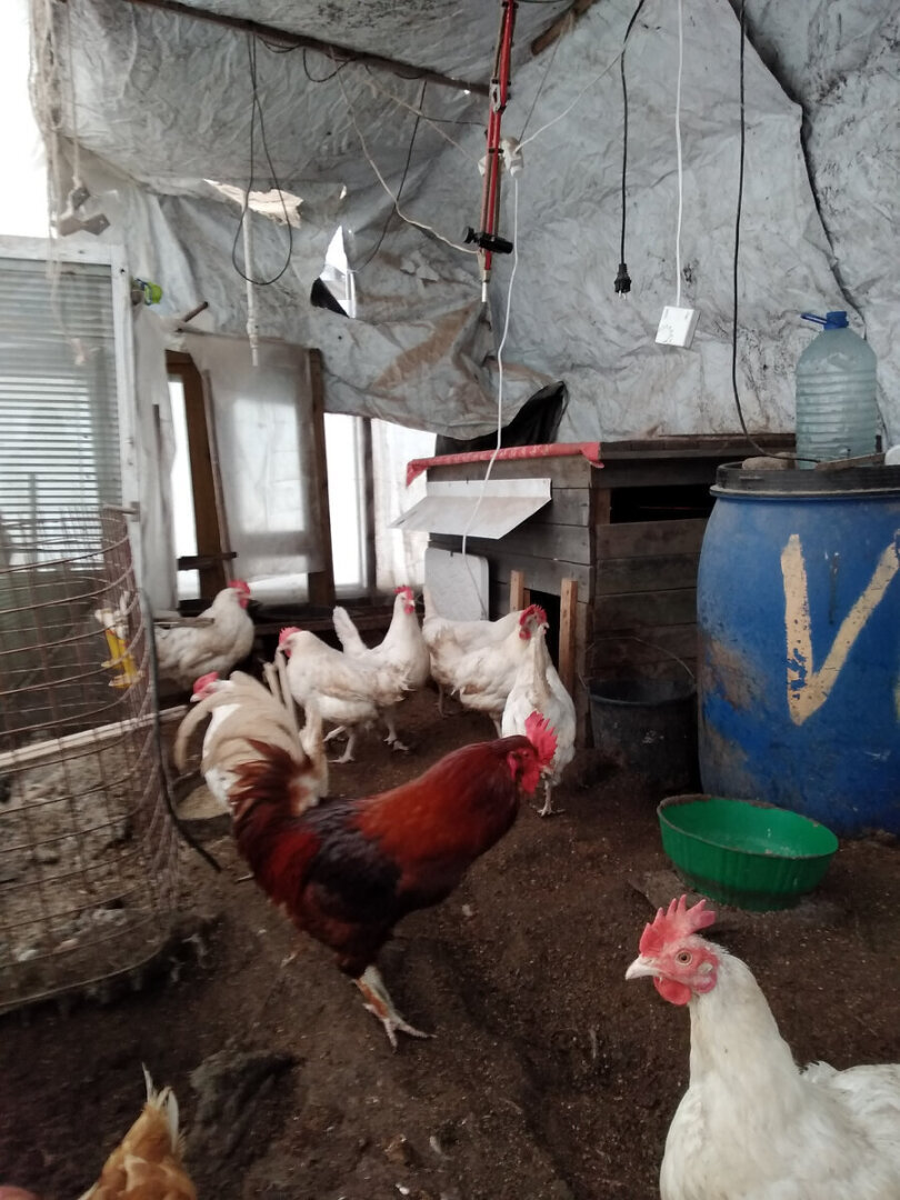 Мышка //Байки Крысы, рожденной под знаком Рака, из поймы Ижоры.