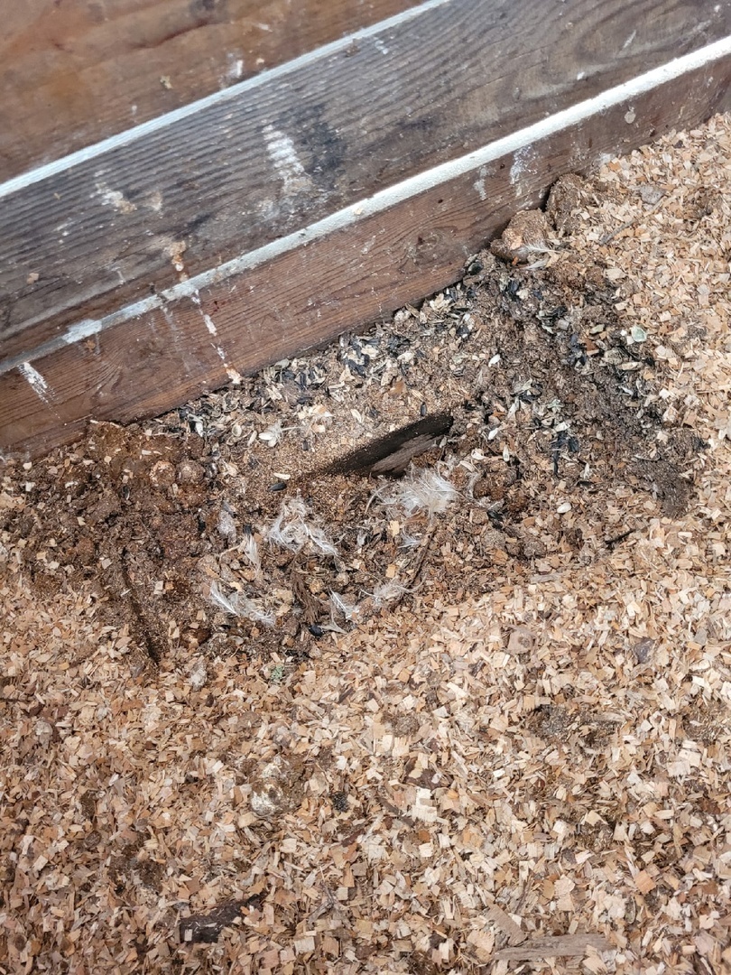 Мышка //Байки Крысы, рожденной под знаком Рака, из поймы Ижоры.