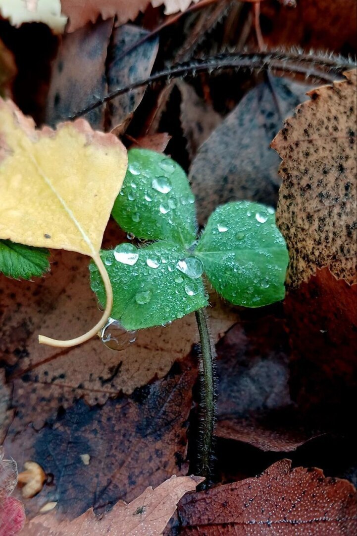«Не от кабанов ли спасался?!» — подумала. Репортаж из леса