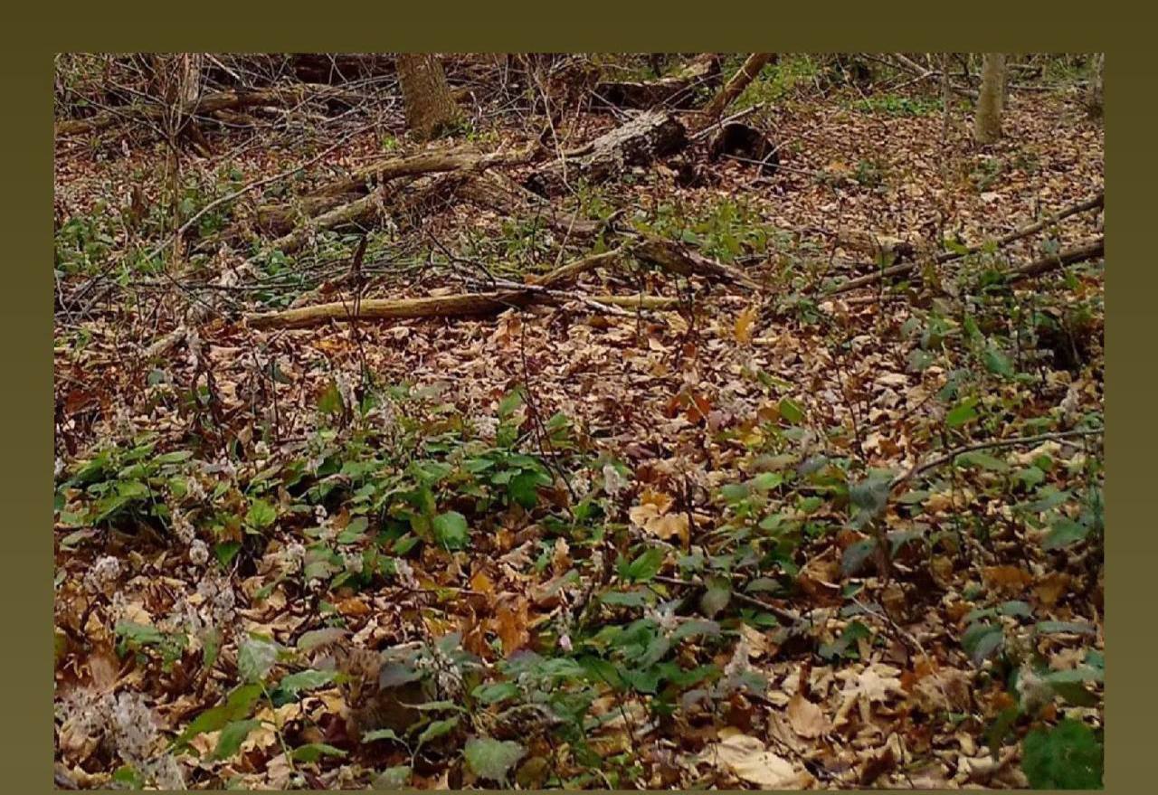 Попробуйте найти рысь на картинке. Сразу получилось найти?