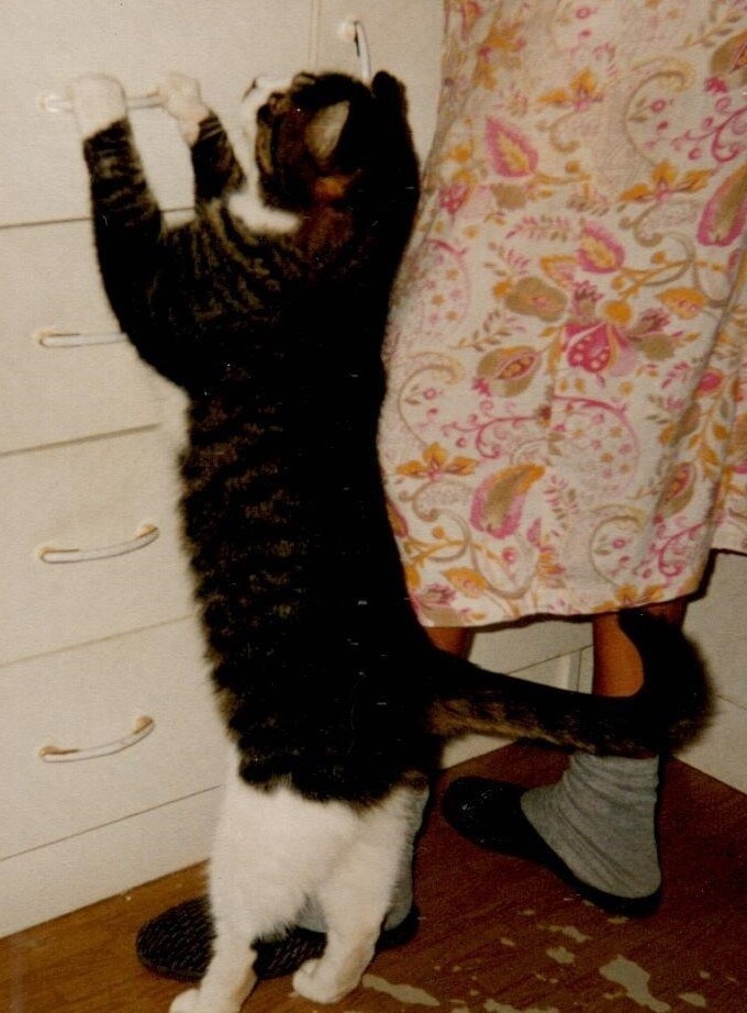 Помидоры /Коммунальная квартира/Байки Крысы, рожденной под знаком Рака, из поймы Ижоры.