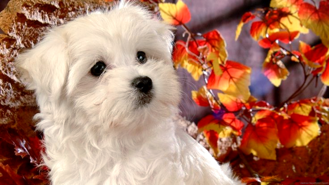 С высоты привет: пес и высота