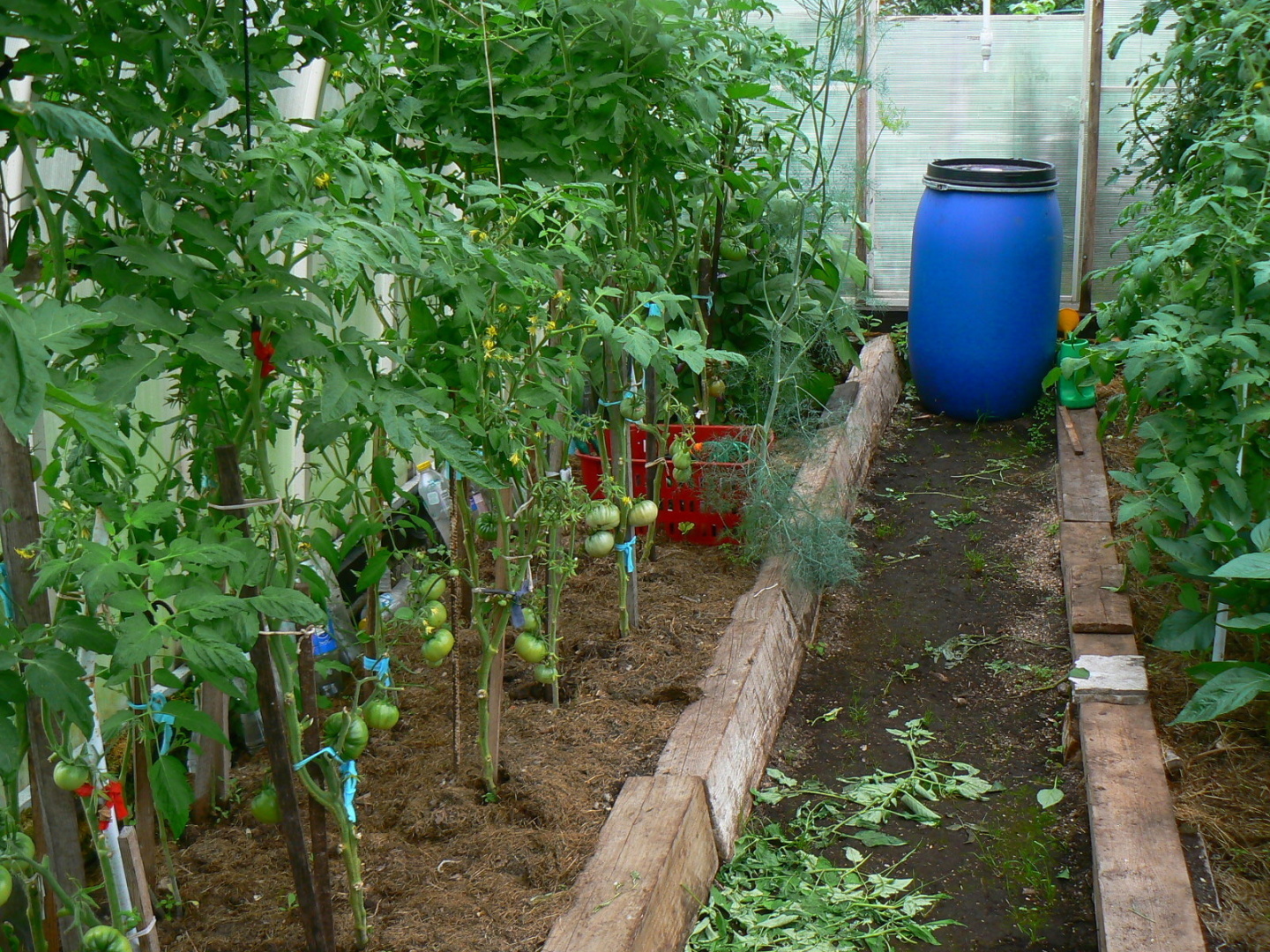 Помидоры /Коммунальная квартира/Байки Крысы, рожденной под знаком Рака, из поймы Ижоры.