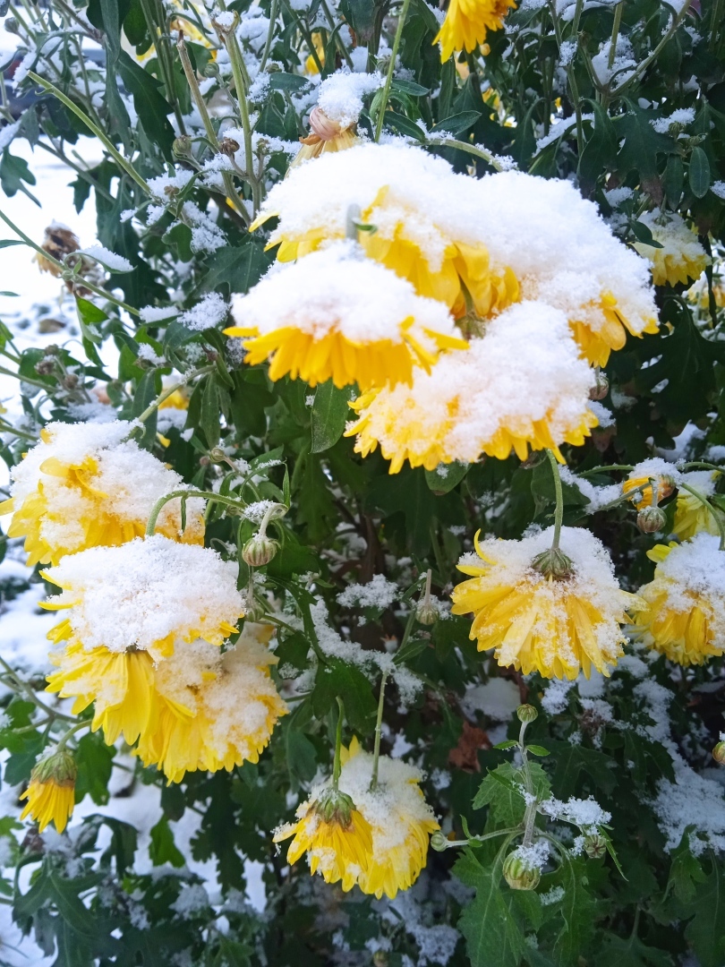 "Цветы под снегом" - как легкий поцелуй зимы и лета