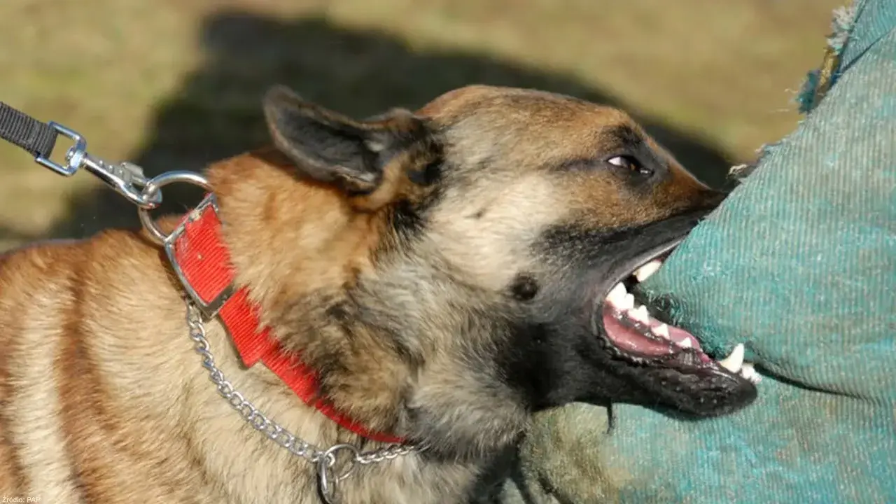 Укусы собак и их опасности