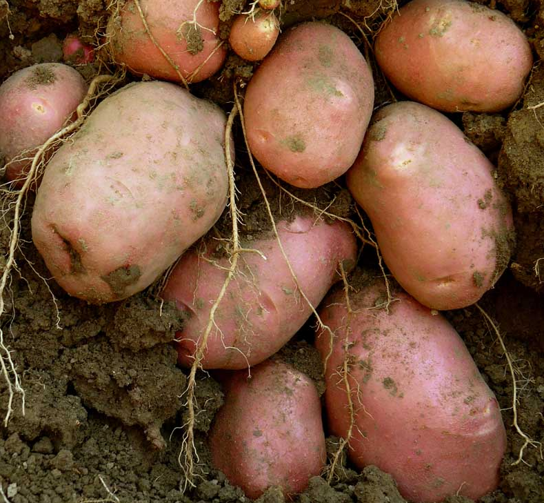 Секреты урожайности картофеля