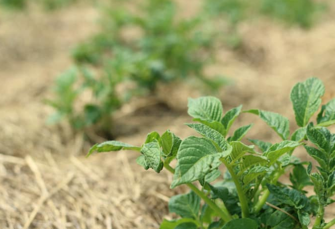 Секреты урожайности картофеля