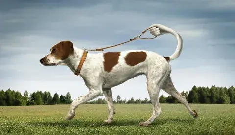 Собаки стали проблемой в России или почему самовыгул собак должен быть ужесточён: моё предложение