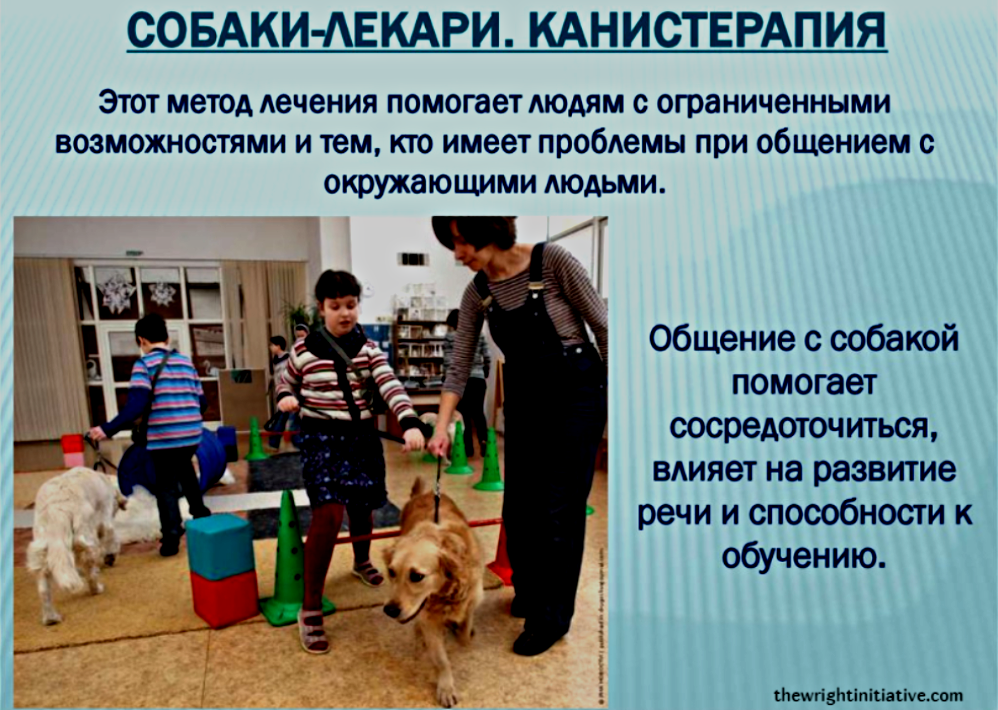 Четвероногие лекари: собаки - канистерапевты