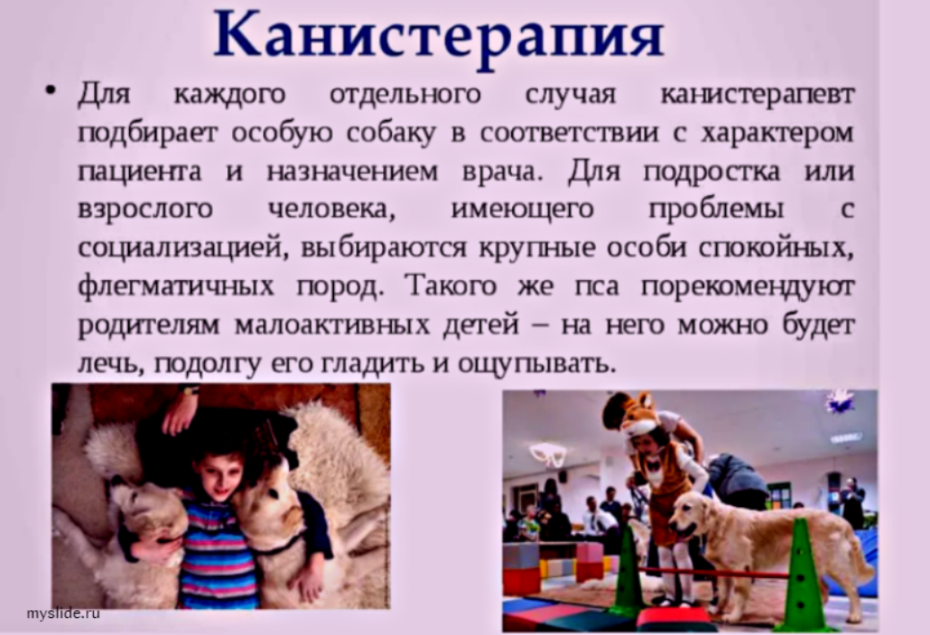 Четвероногие лекари: собаки - канистерапевты
