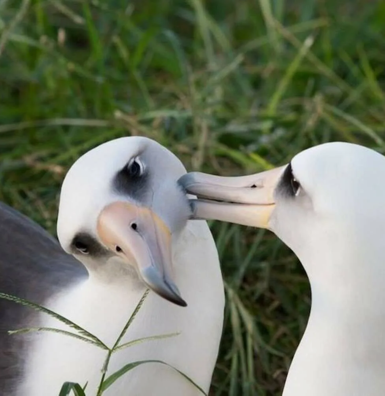 Самые преданные животные, которые любят всю жизнь