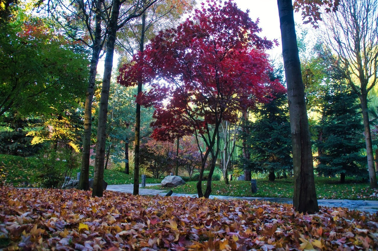 Японский сад в парке Краснодара: Необычный антураж и буйство красок!