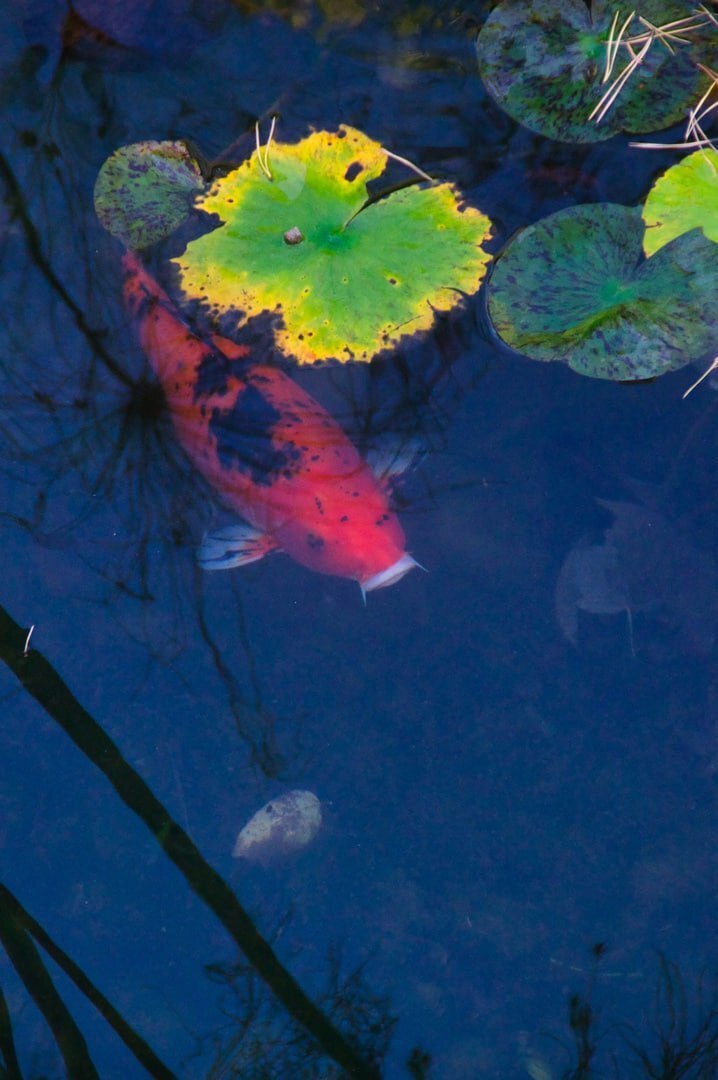 Японский сад в парке Краснодара: Необычный антураж и буйство красок!