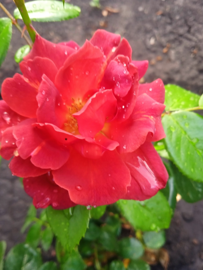 Под каплями дождя