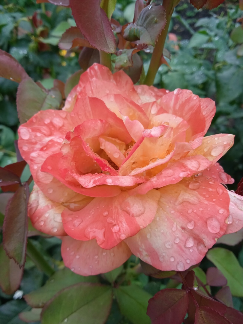 Под каплями дождя