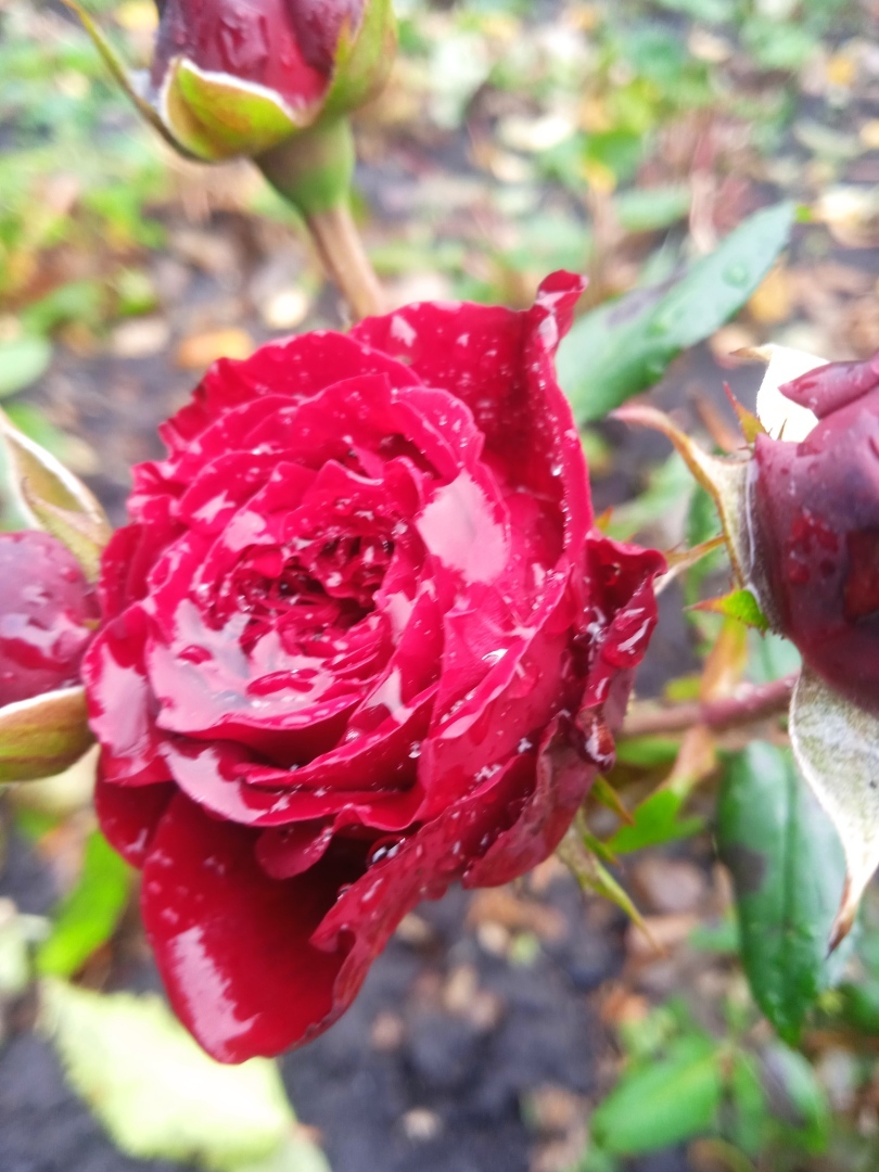 Под каплями дождя