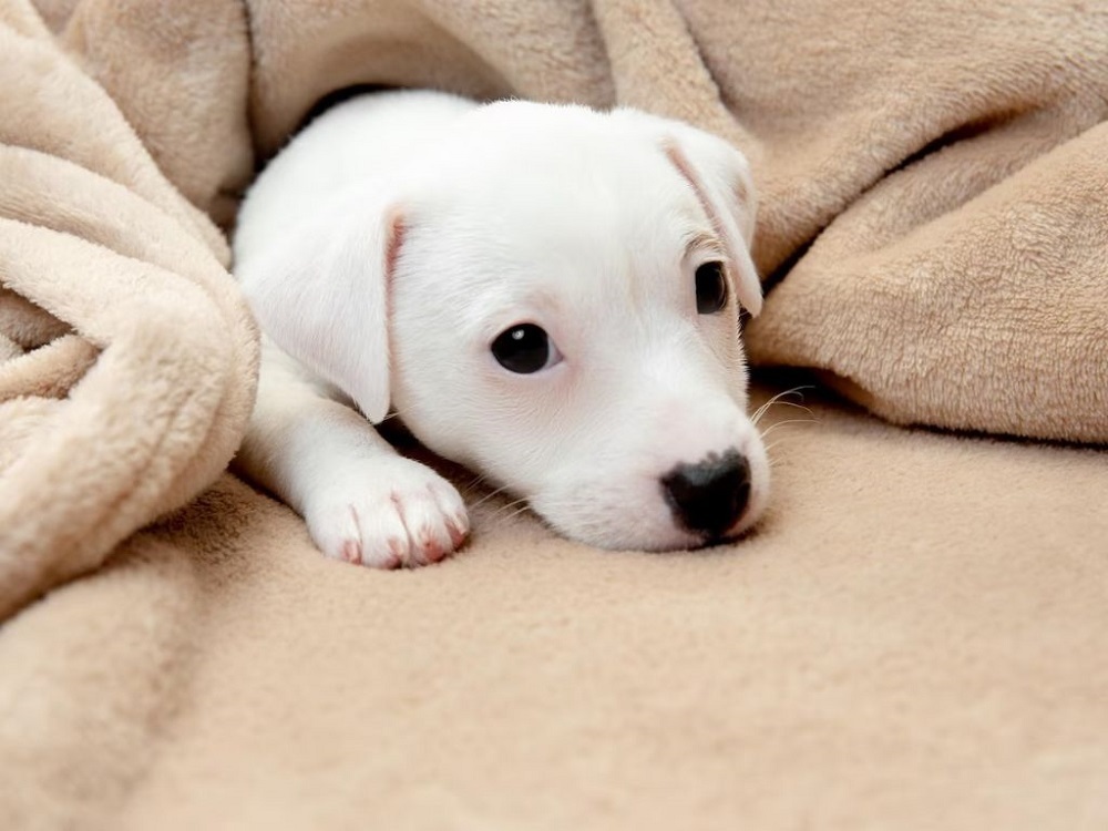 Шесть вопросов зоопсихологу