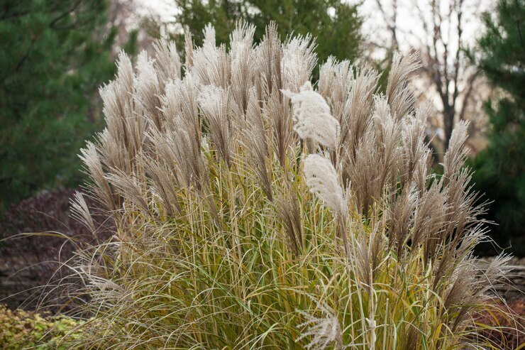 Пампасная трава – выращивание и уход