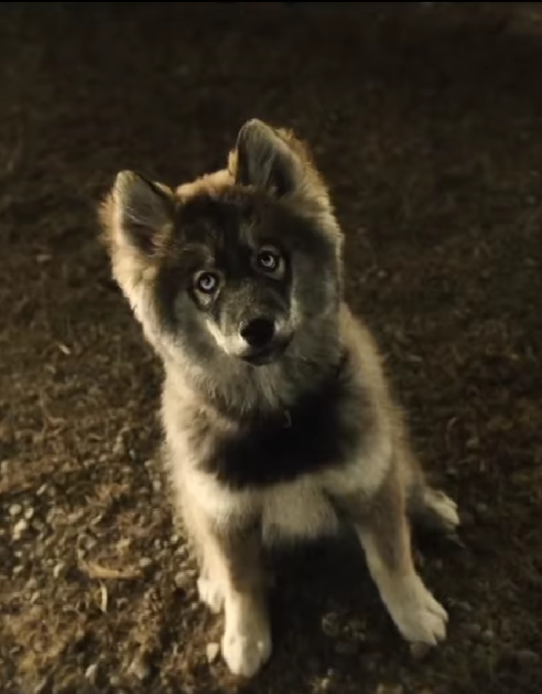 Фильм «Того» почти через сто лет возвращает забытое имя самого лучшего героического пса Аляски