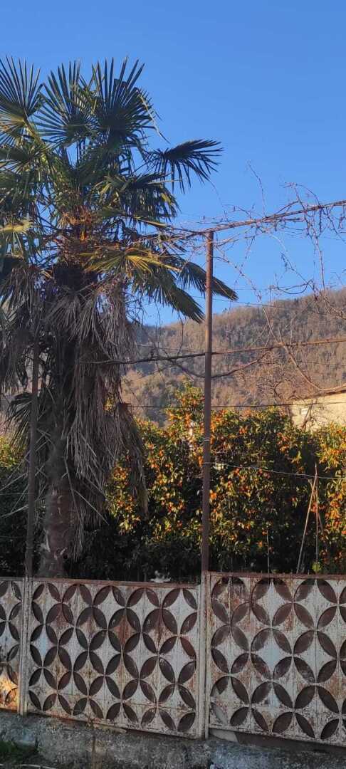 Цитрусовый сезон в Абхазии. В Россию вывезли 25 тысяч тонн мандаринов