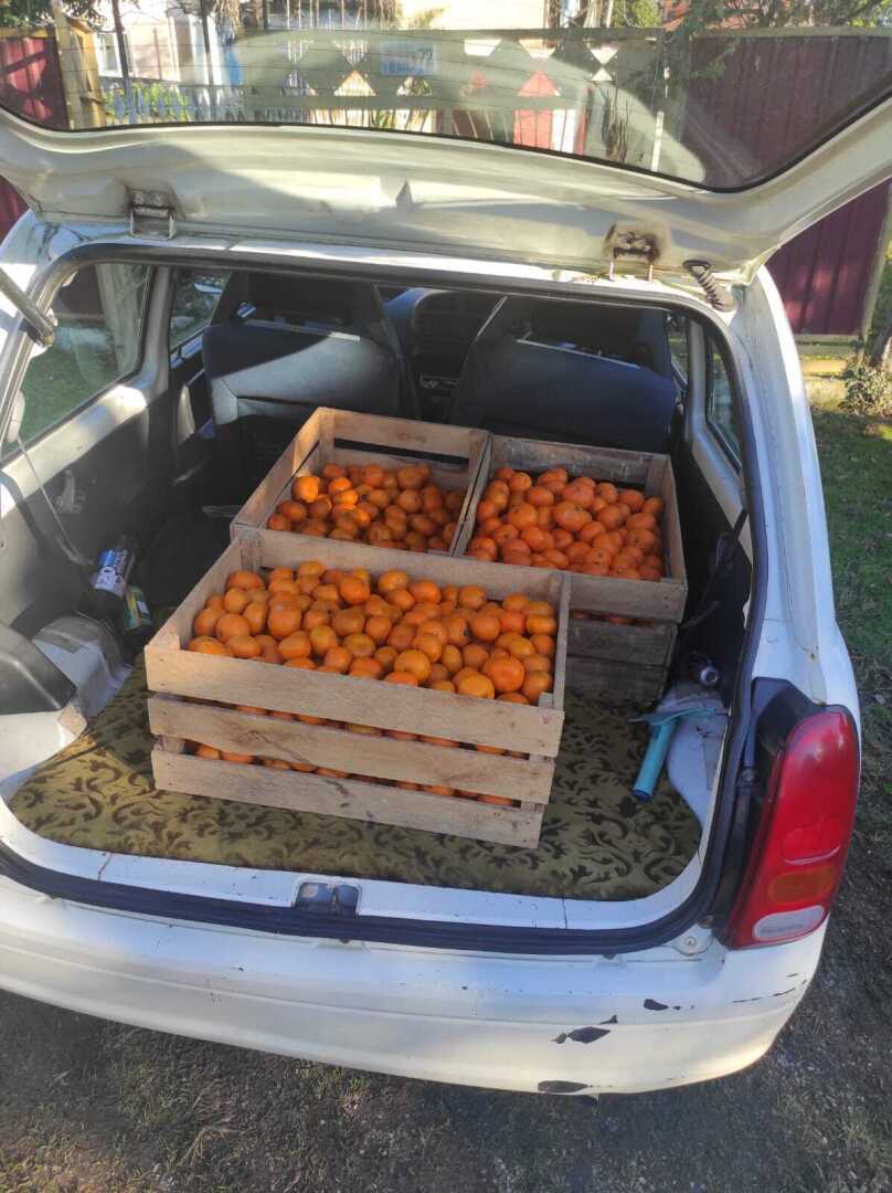 Цитрусовый сезон в Абхазии. В Россию вывезли 25 тысяч тонн мандаринов