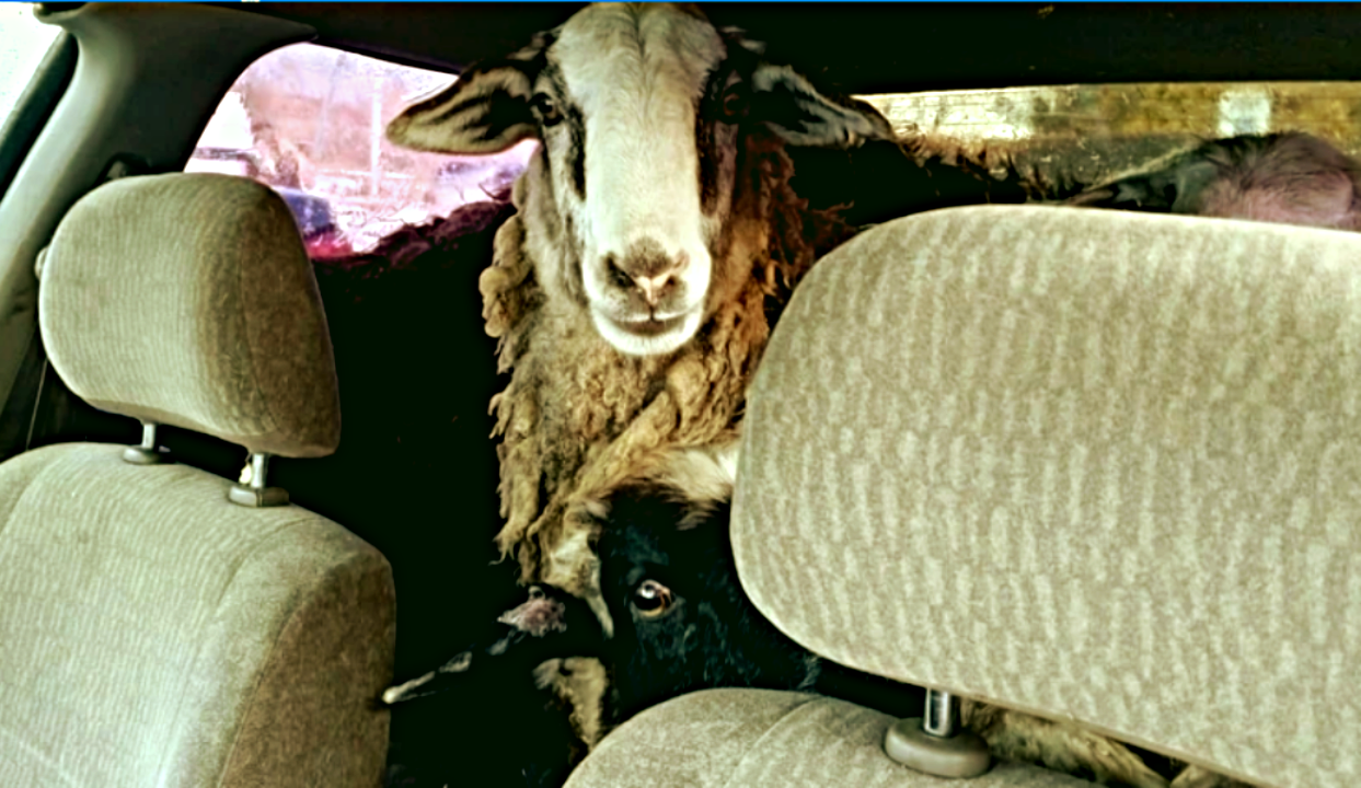 Катили по дороге овцы на иномарке