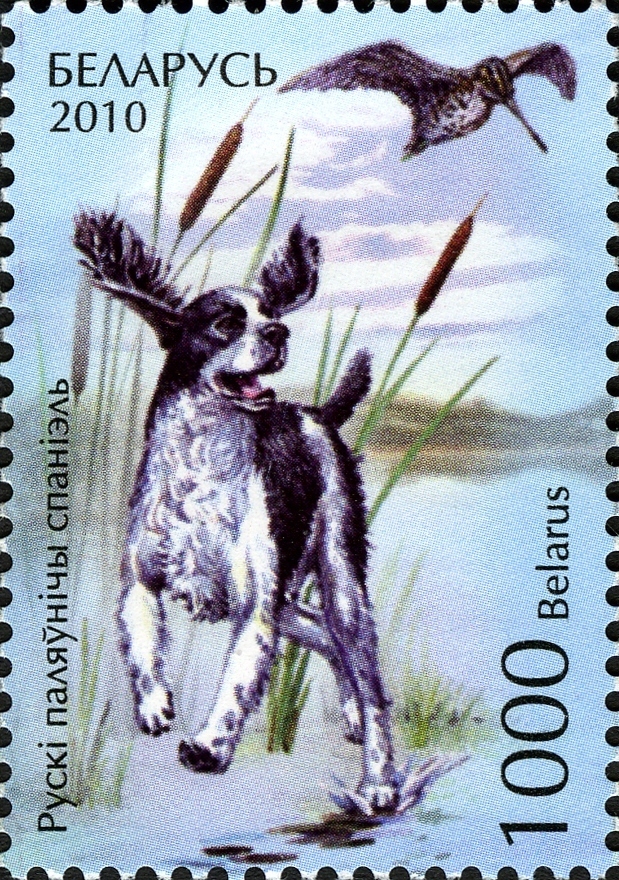 Отзыв о верном друге охотника. Русский спаниель