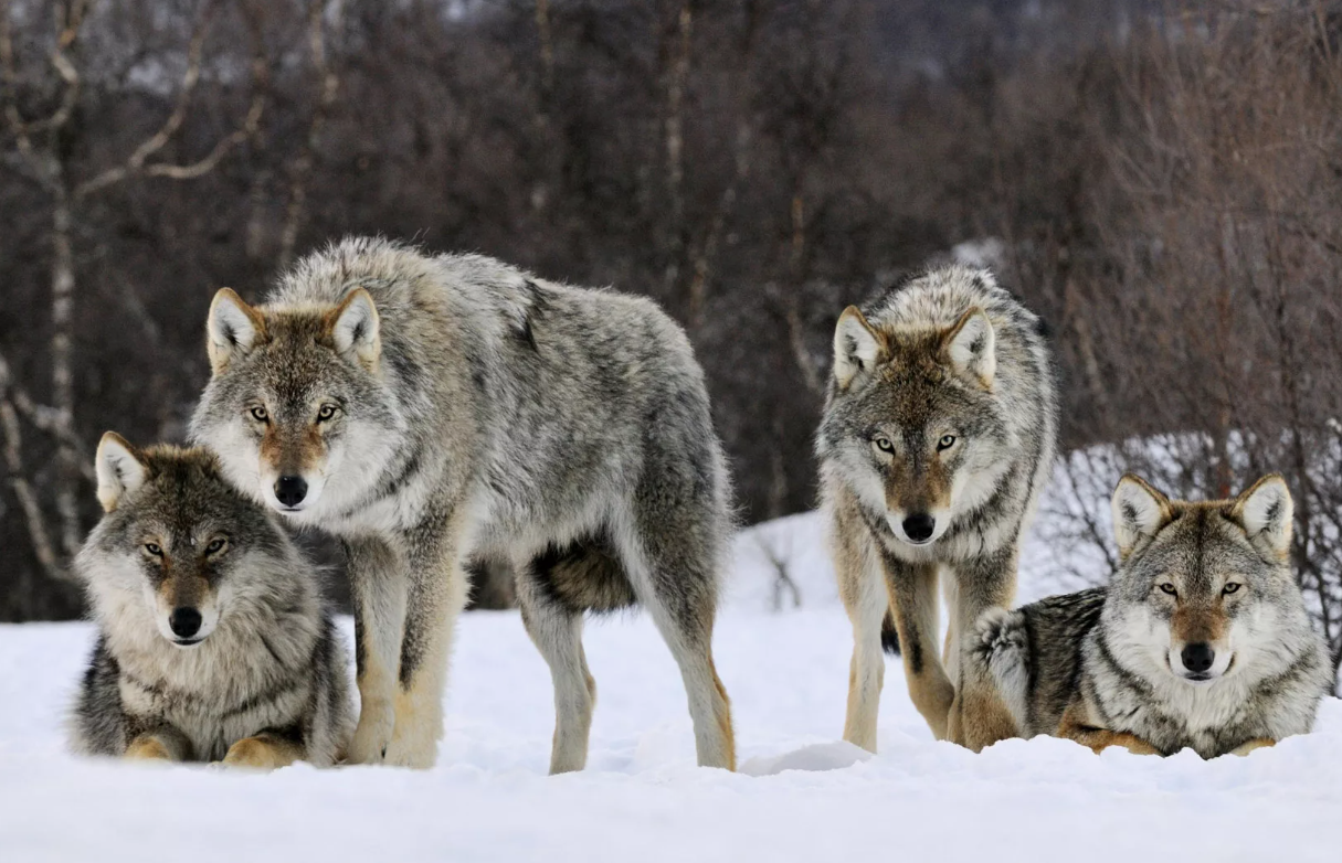 А вы знали, почему мудрые люди часто советуют жить по волчьи?