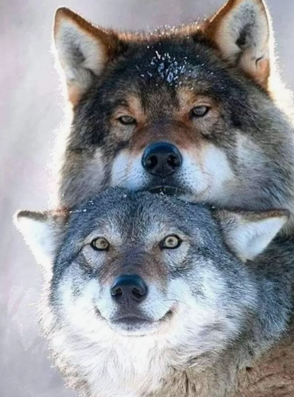 А вы знали, почему мудрые люди часто советуют жить по волчьи?