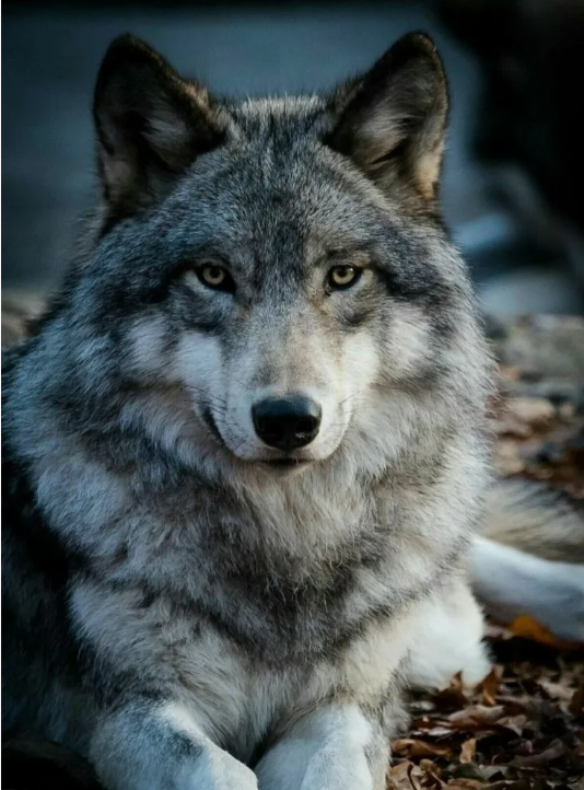 А вы знали, почему мудрые люди часто советуют жить по волчьи?