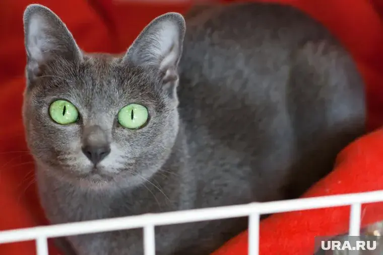 10 продуктов которыми нельзя кормить котов и кошек