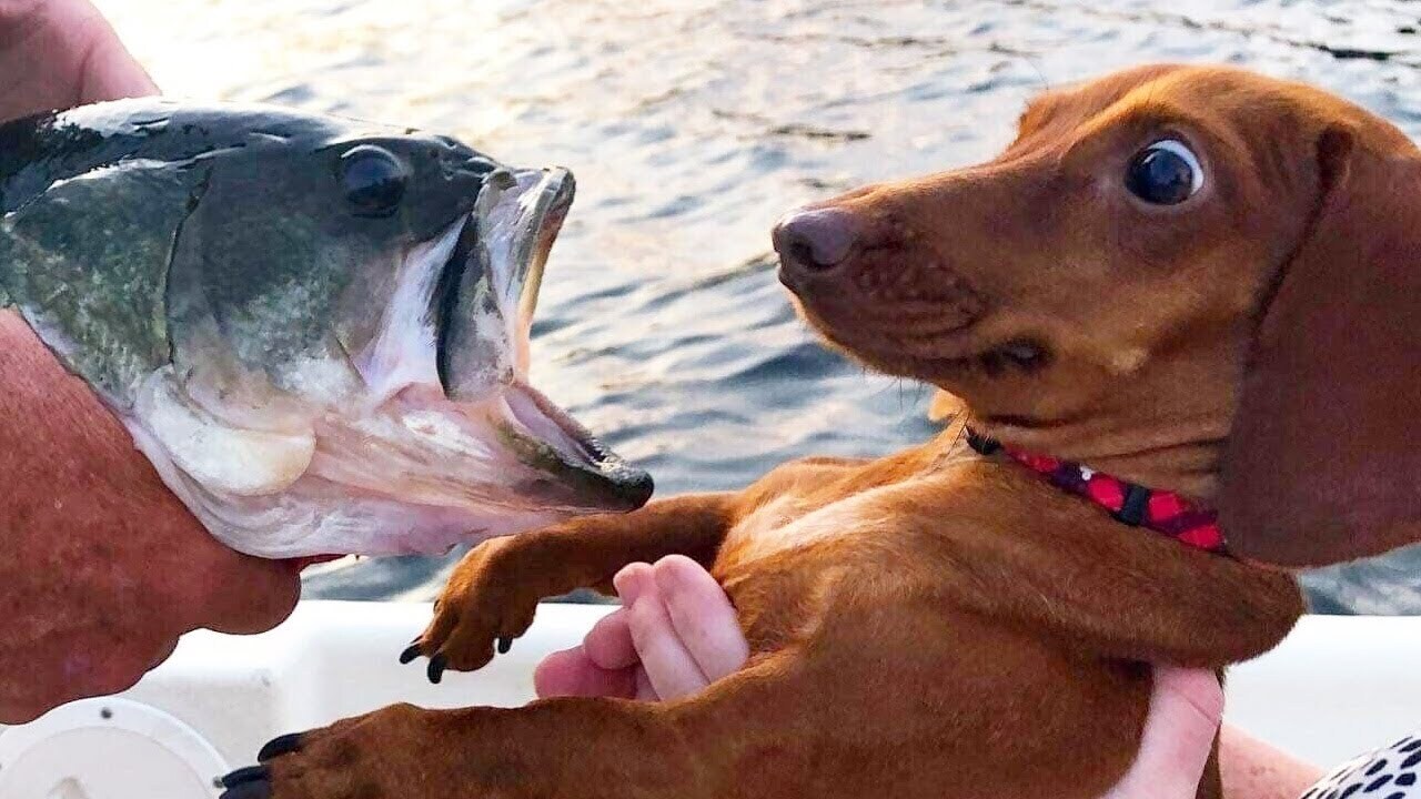 Смешные истории для отличного настроения!