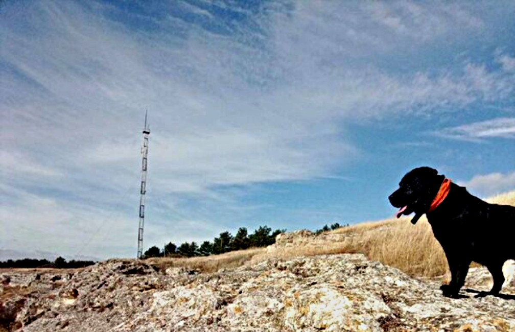 Современные хвостатые герои