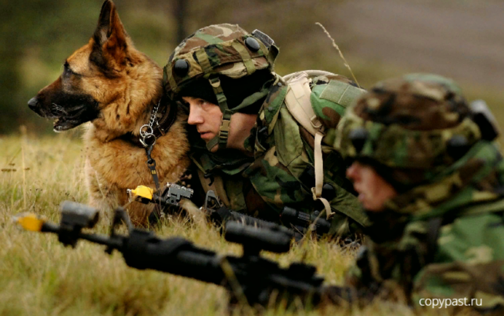 Современные хвостатые герои