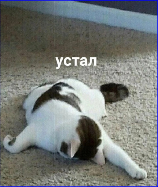 🐾Котопозитивчик первой зимней субботы🤗