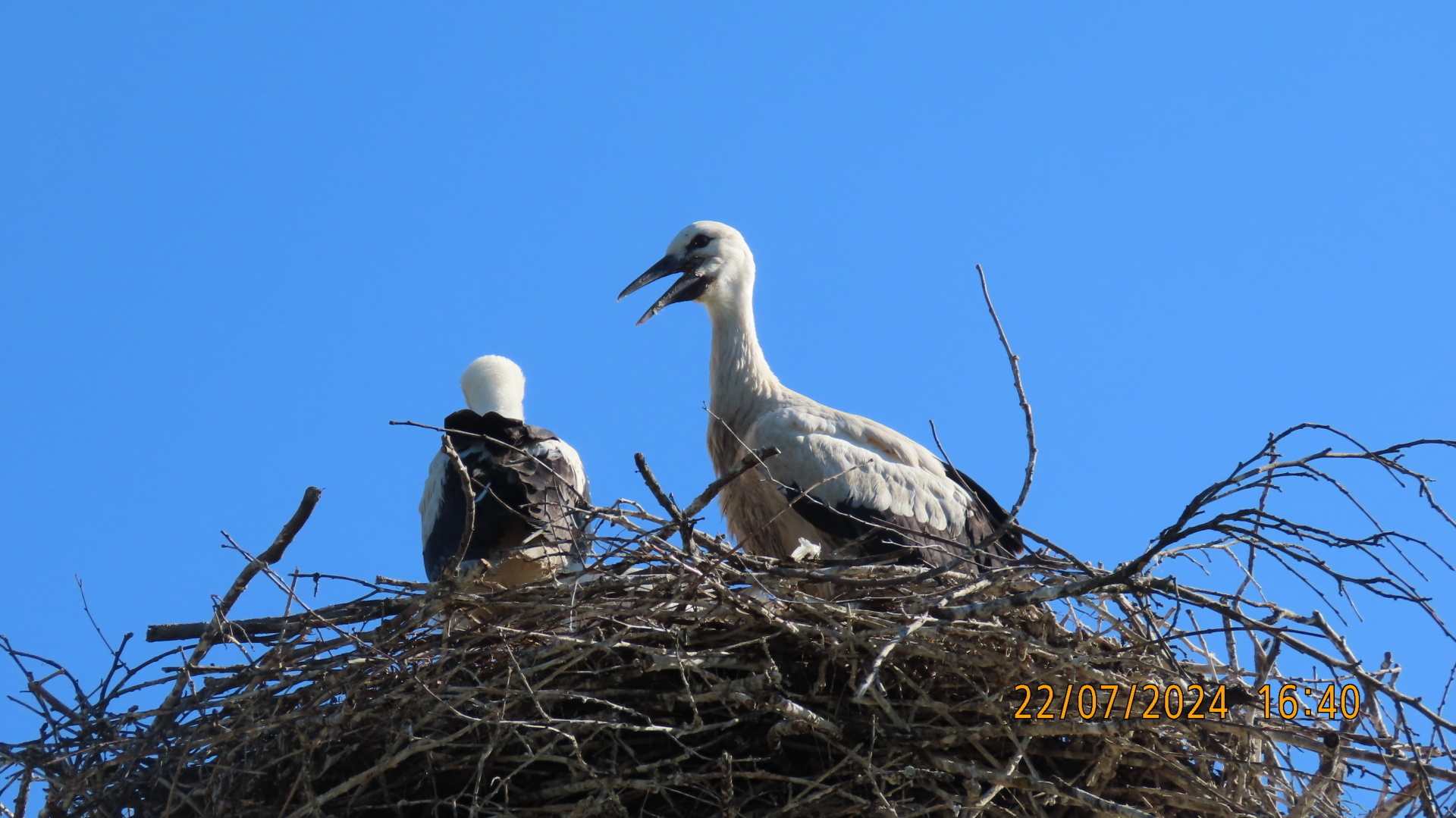Реплика/Конкурсы./ Из цикла «Мели Емеля — твоя неделя» или «И тут Остапа понесло»/