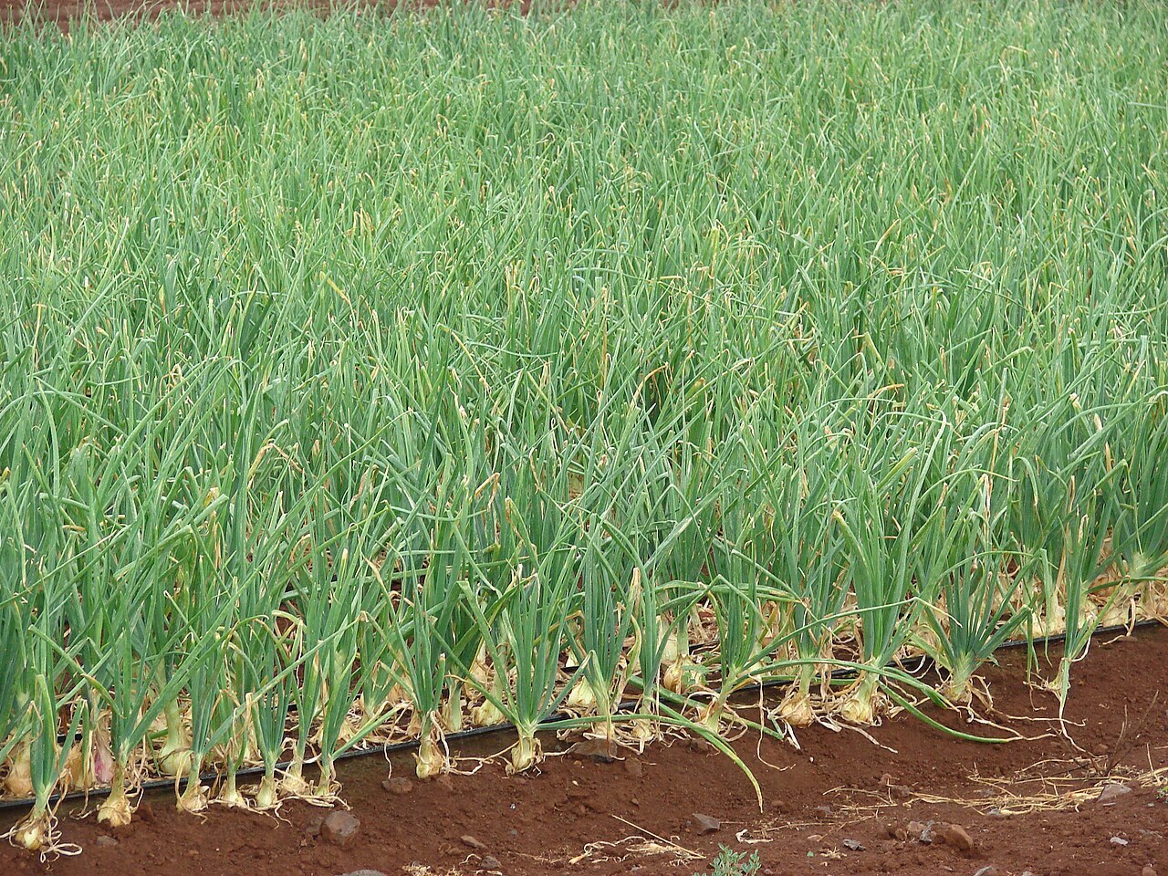 У нас дома есть свой лук посажен еще в огороде немного. А я еще посадил лук-севок других сортов. Наверное так не надо делать?