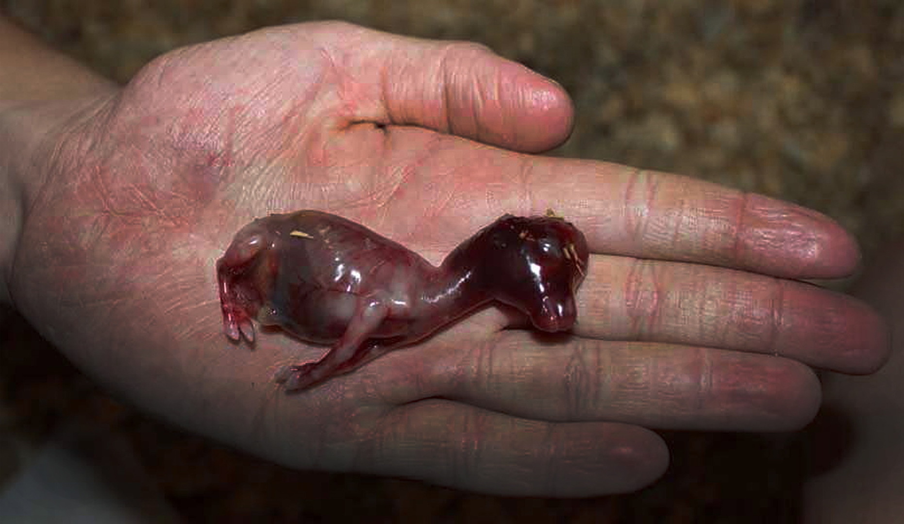 Что необходимо знать о состоянии сознания "вне тела" и о внетелесных переживаниях, за которые Вас агитируют!?