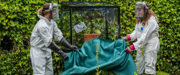 Джимпи-Джимпи — самое ядовитое растение в мире, которое однажды заставило человека застрелиться