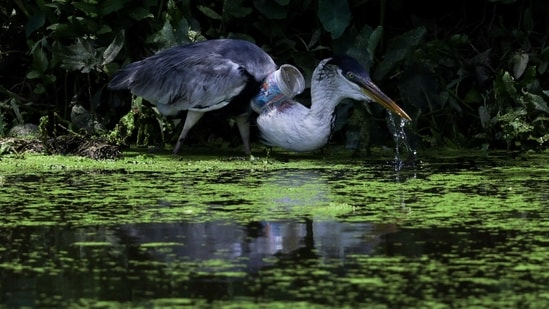 Бразильская цапля взлетает после того, как из ее горла вытащили пластиковый стаканчик