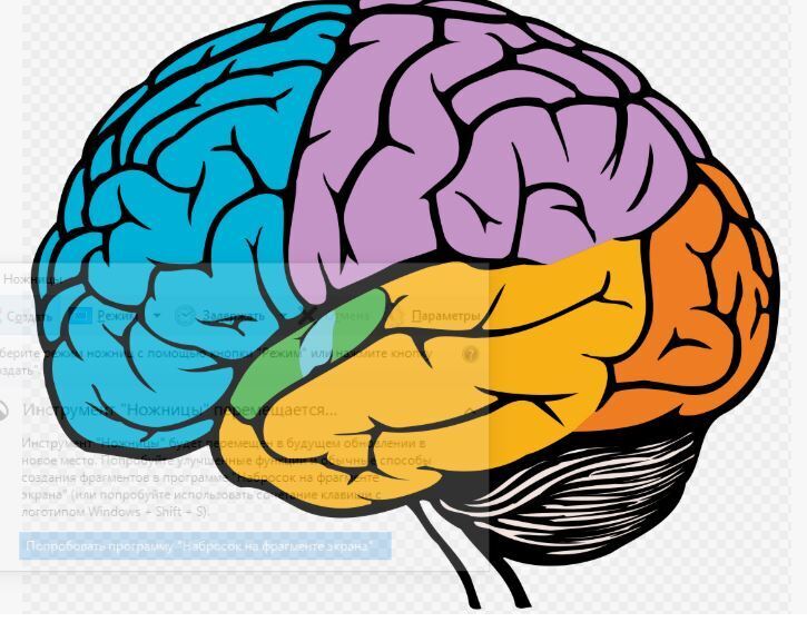 Как мы на самом деле принимаем решения и что такое оперантное поведение