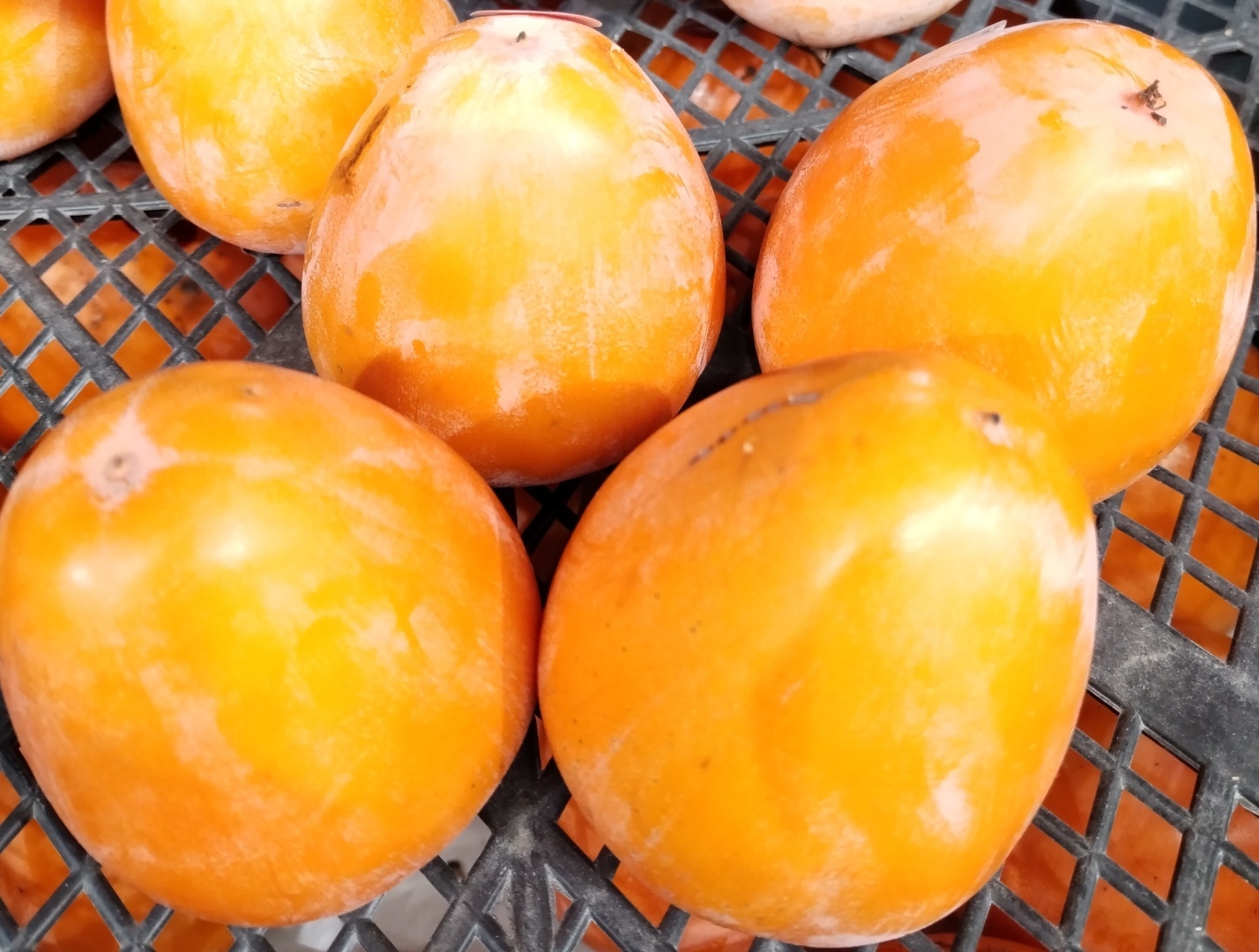 Хурма-провокатор!