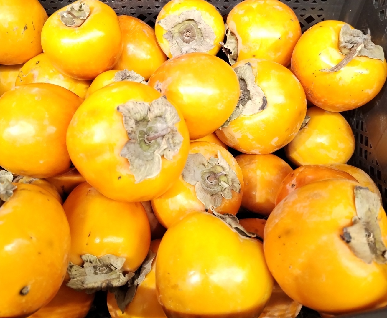 Хурма-провокатор!