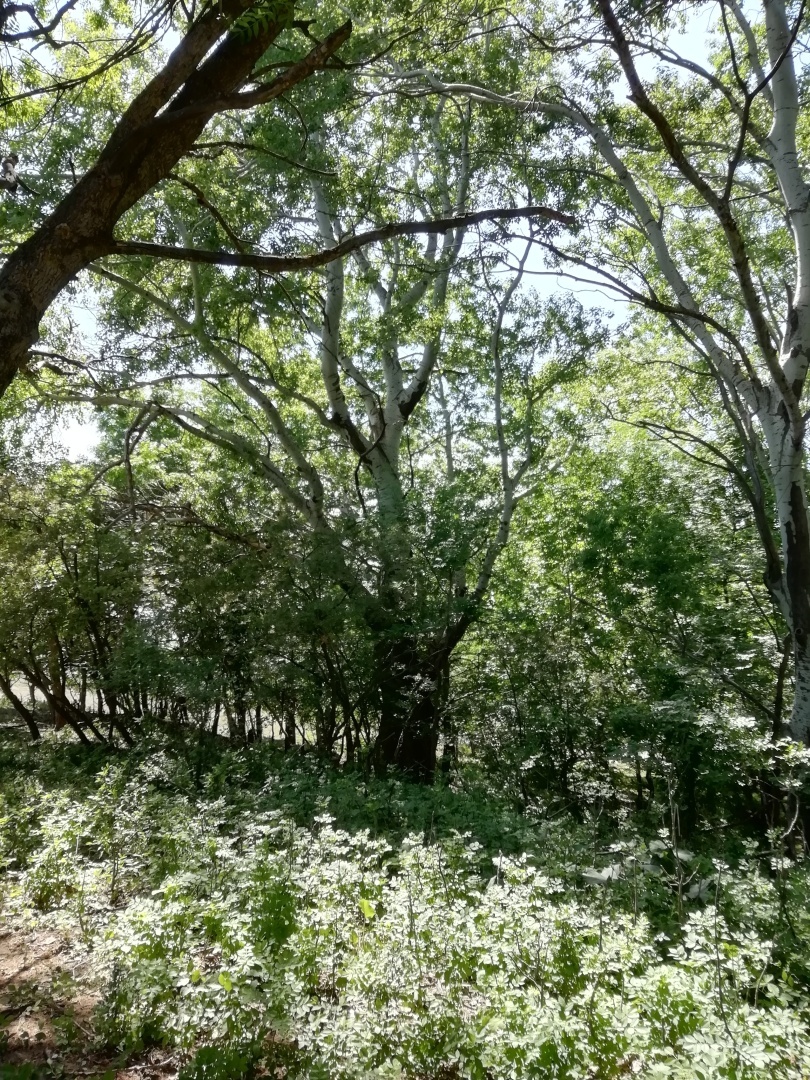 Как поднять рождаемость. Мой вариант