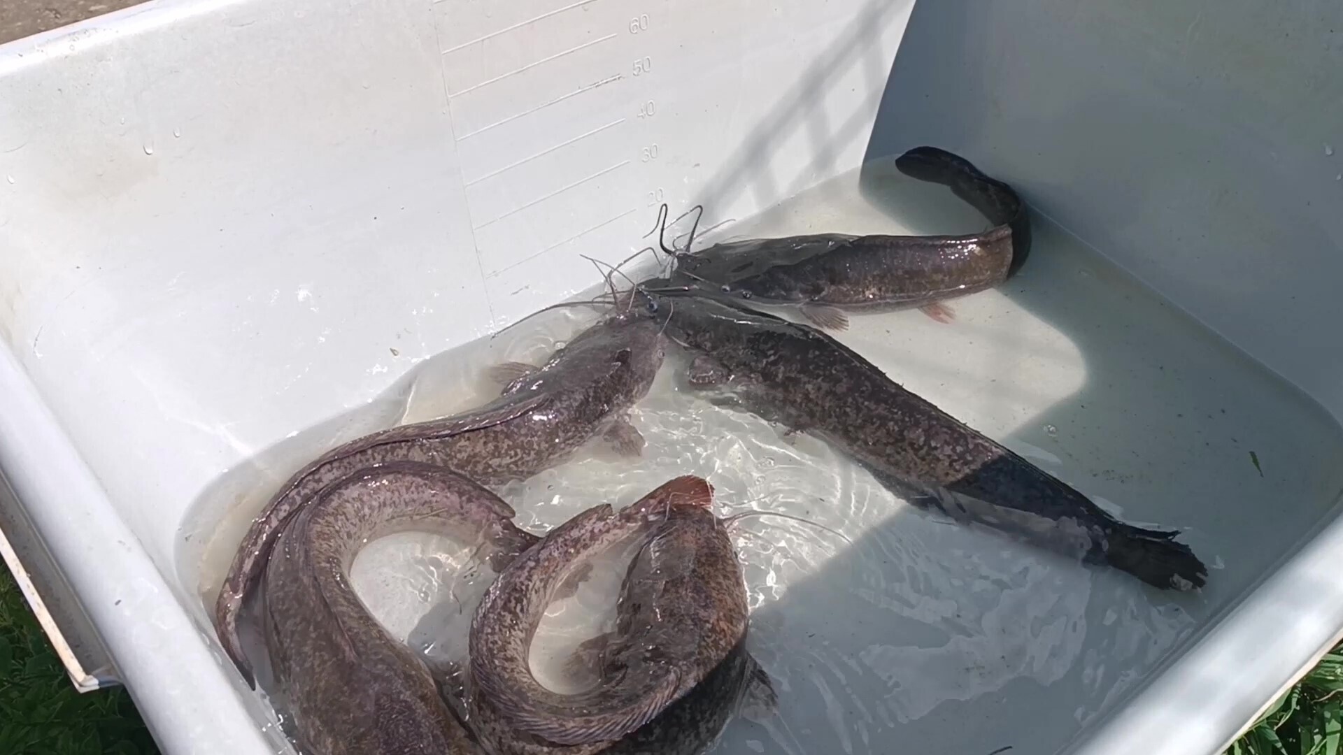 О шарадах и ребусниках.