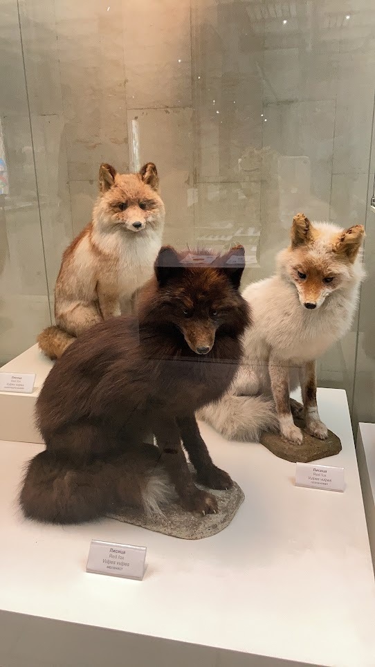 Дарвиновский музей в столице! Рекомендую посетить, даже если вы, как и я, не фанат музеев)