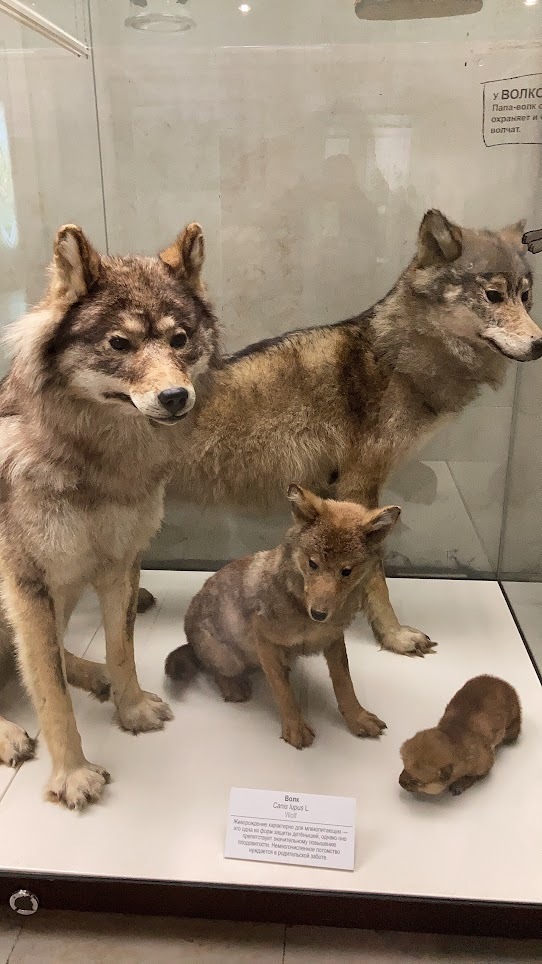 Дарвиновский музей в столице! Рекомендую посетить, даже если вы, как и я, не фанат музеев)