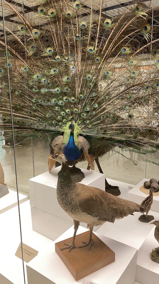 Дарвиновский музей в столице! Рекомендую посетить, даже если вы, как и я, не фанат музеев)